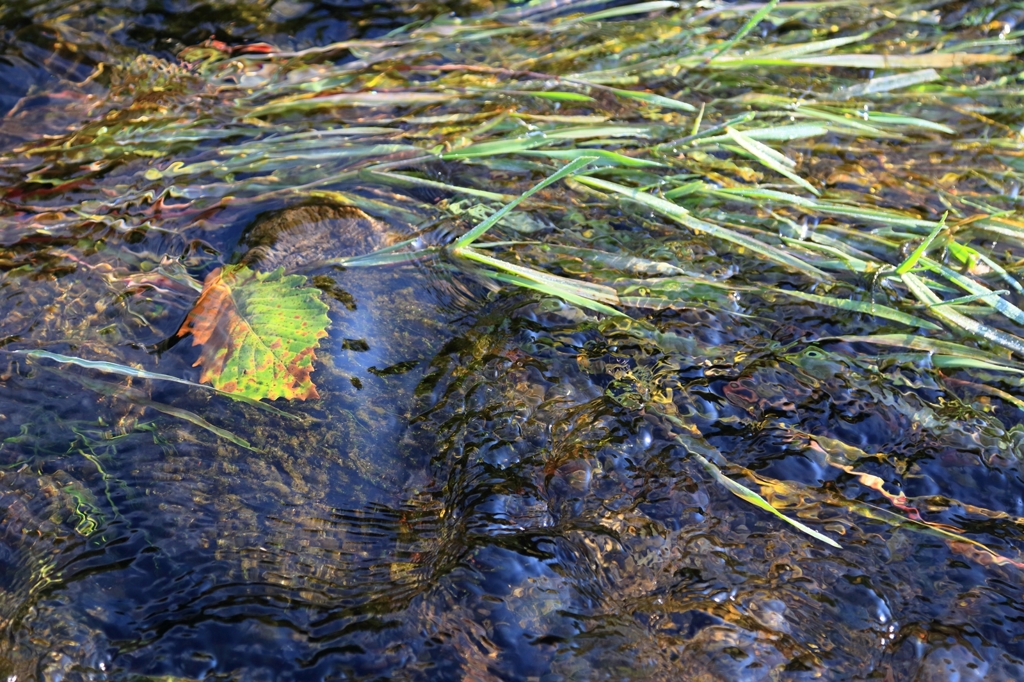 グダリ沼の清流