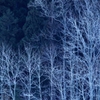 white forest iii