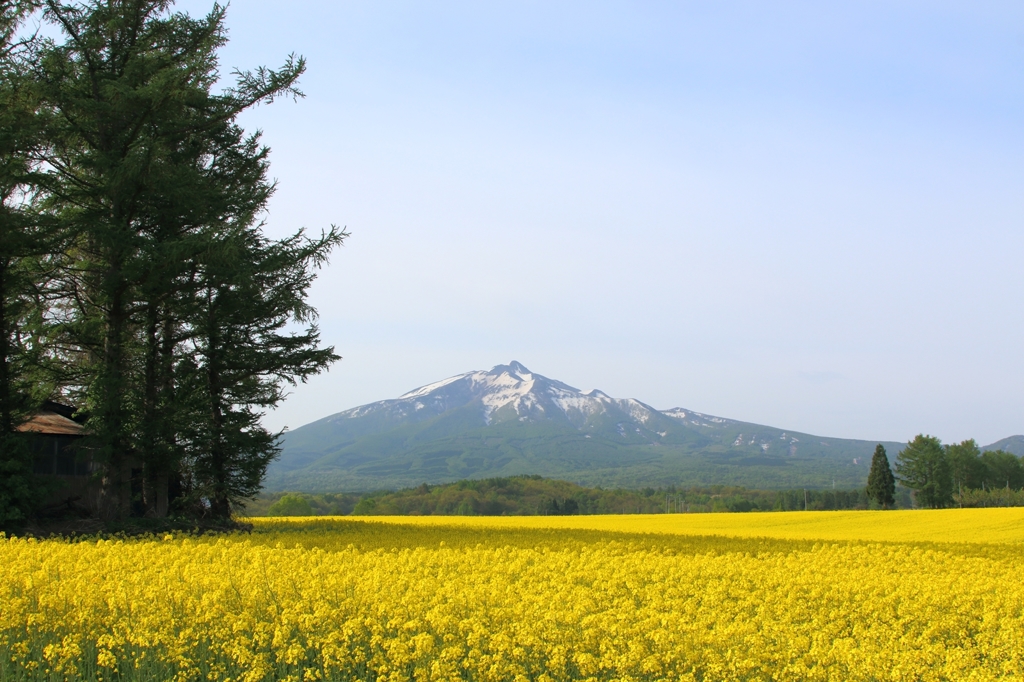 yellow carpet i