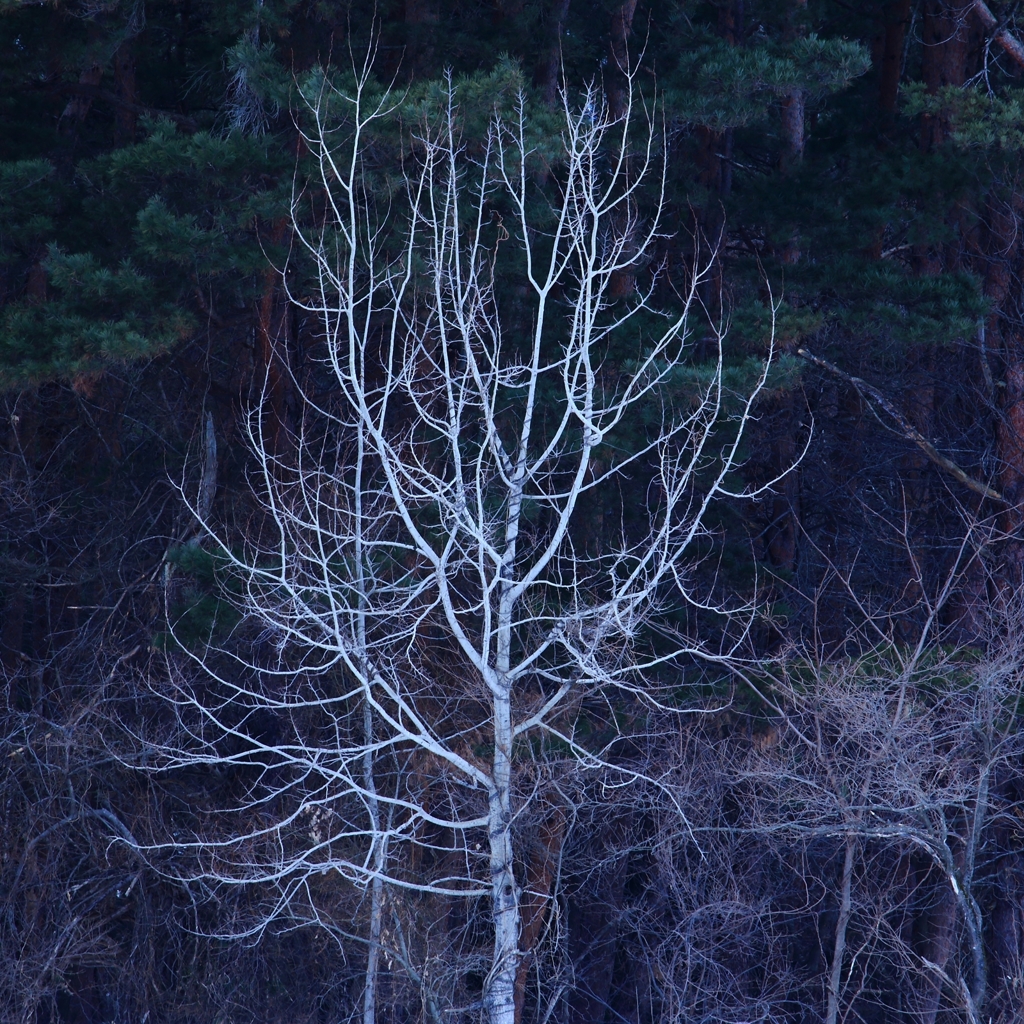 white forest i