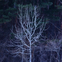 white forest i