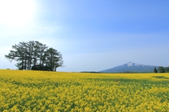 yellow carpet iv