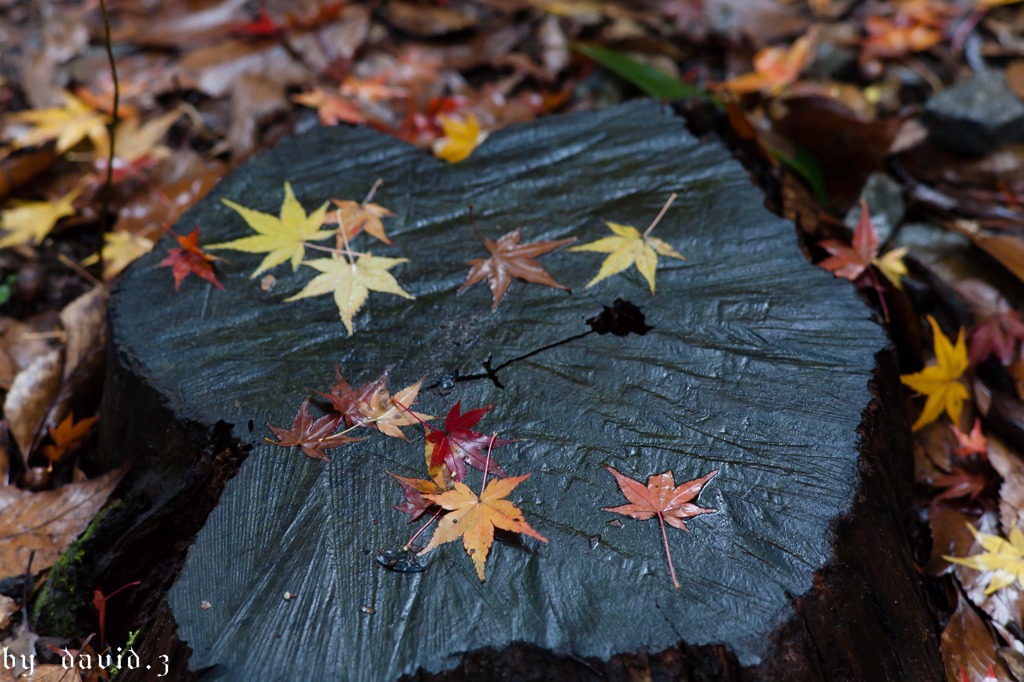 紅葉