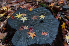 紅葉