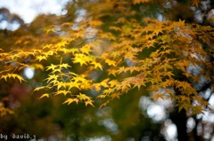 IMG_1748