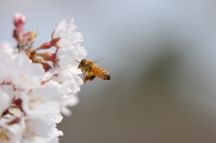 ミツバチと桜