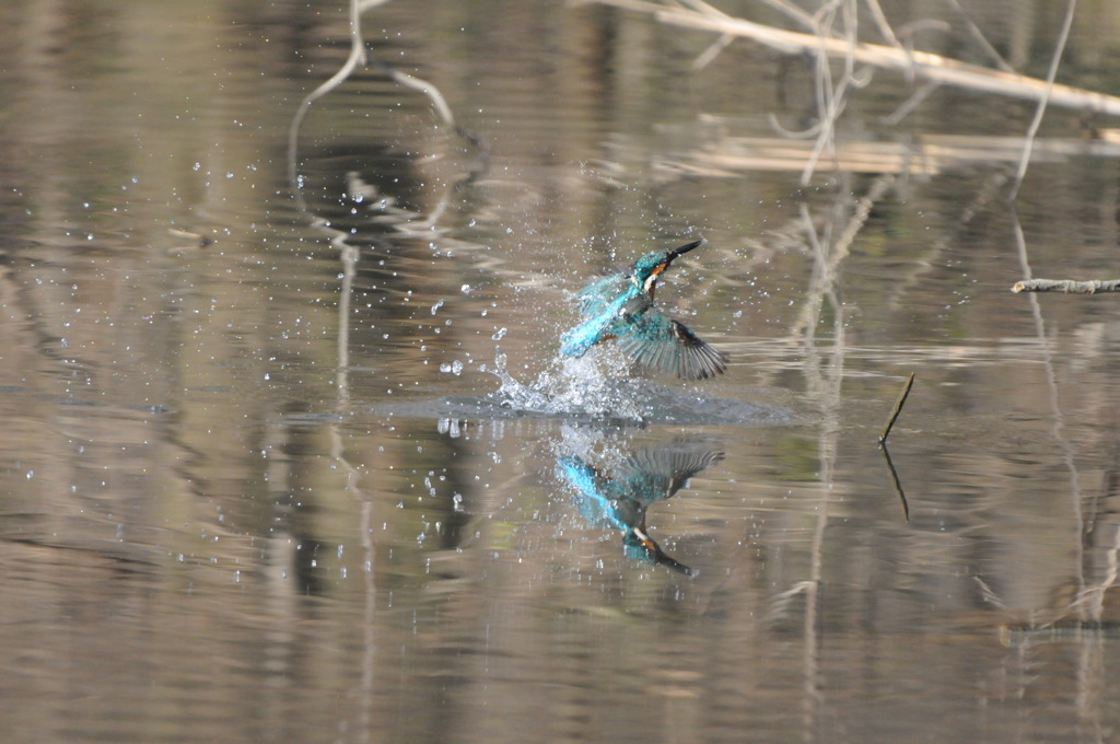 カワセミ　ダイブ