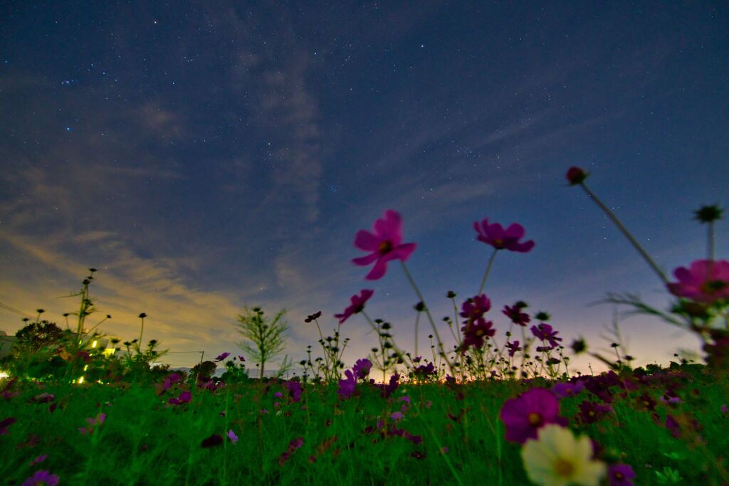 夜明け前のコスモス