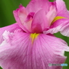 菖蒲