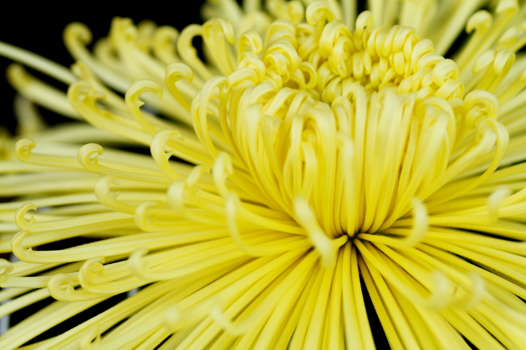 Chrysanthemum