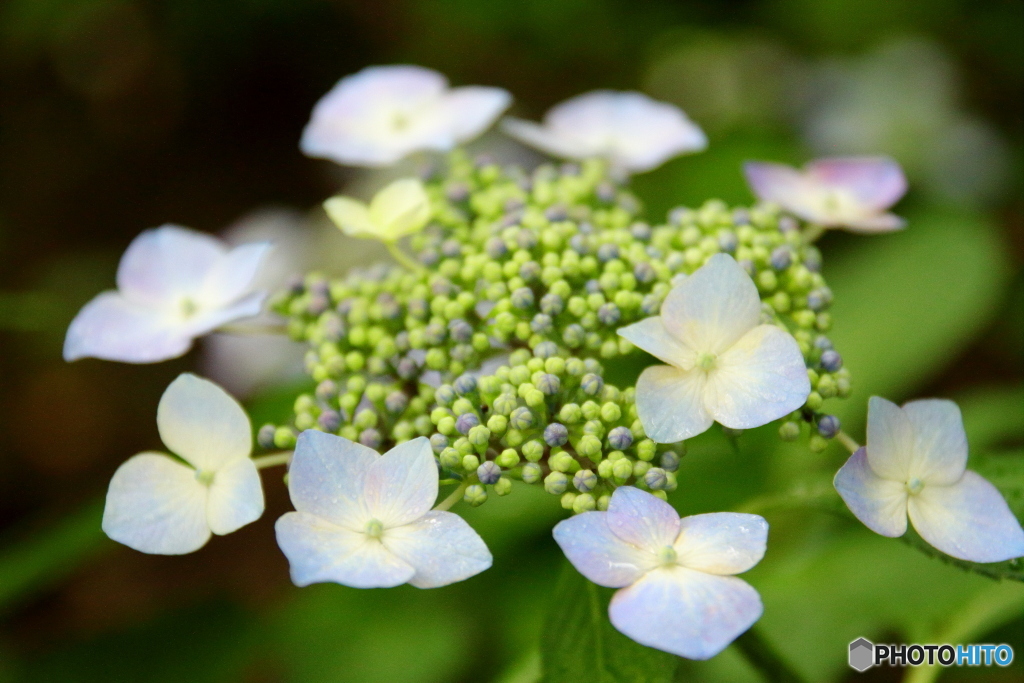 紫陽花