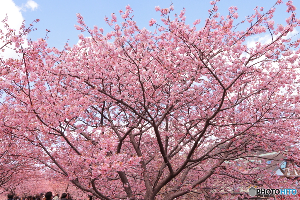 河津桜