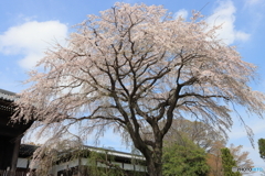 東郷寺のしだれ桜（府中市）
