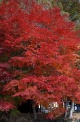 紅葉