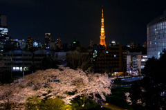 桜に東京タワー