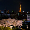 桜に東京タワー