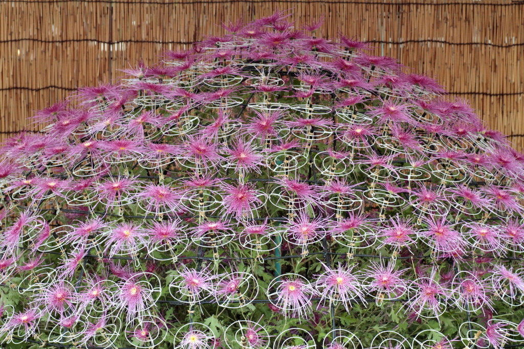 Chrysanthemum