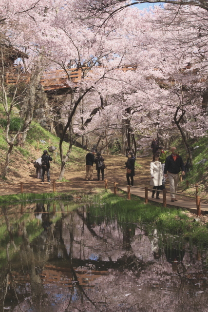 高遠城址公園のサクラ