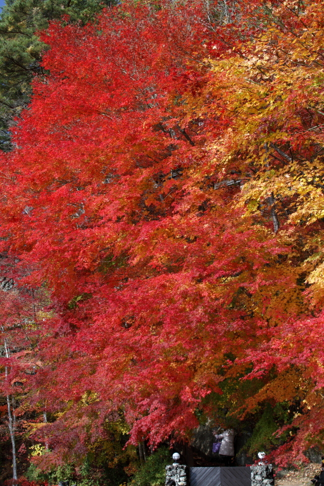 紅葉