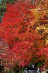 紅葉