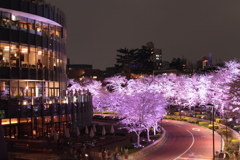 2013夜桜Ⅱ