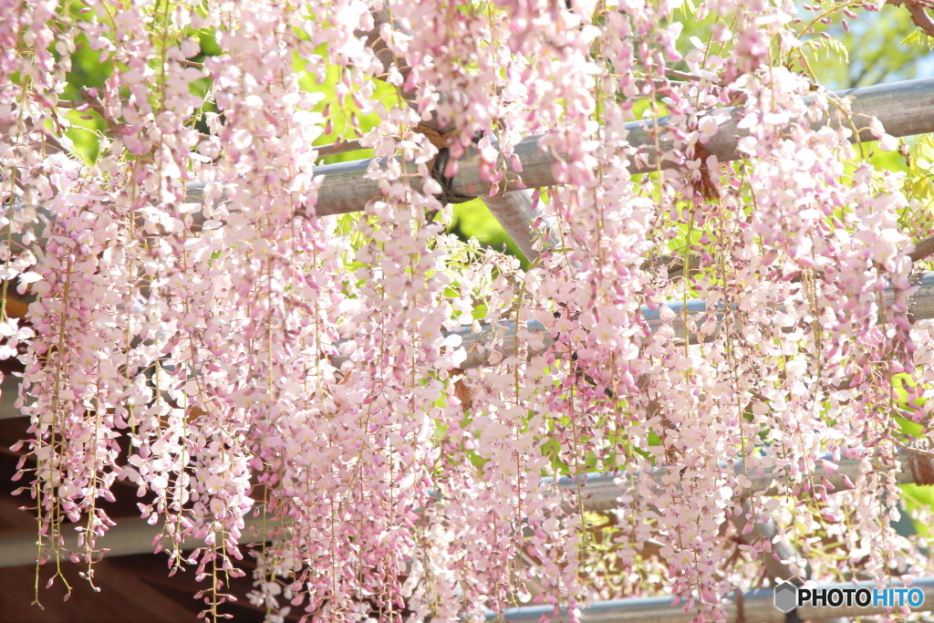 ふじのはな
