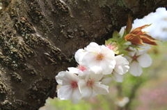 さくらの花びら