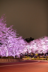 2013夜桜Ⅰ