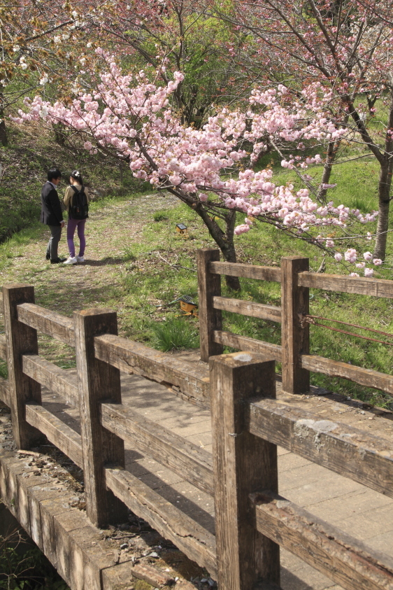 桜の小路