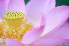 大賀蓮