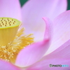 大賀蓮
