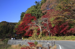 紅葉