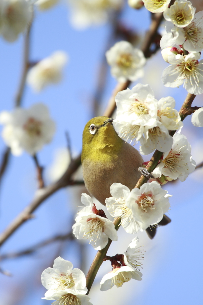 梅にメジロ