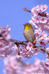さくらにメジロ