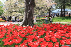 昭和記念公園チューリップ