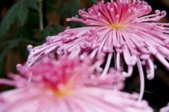 Chrysanthemum