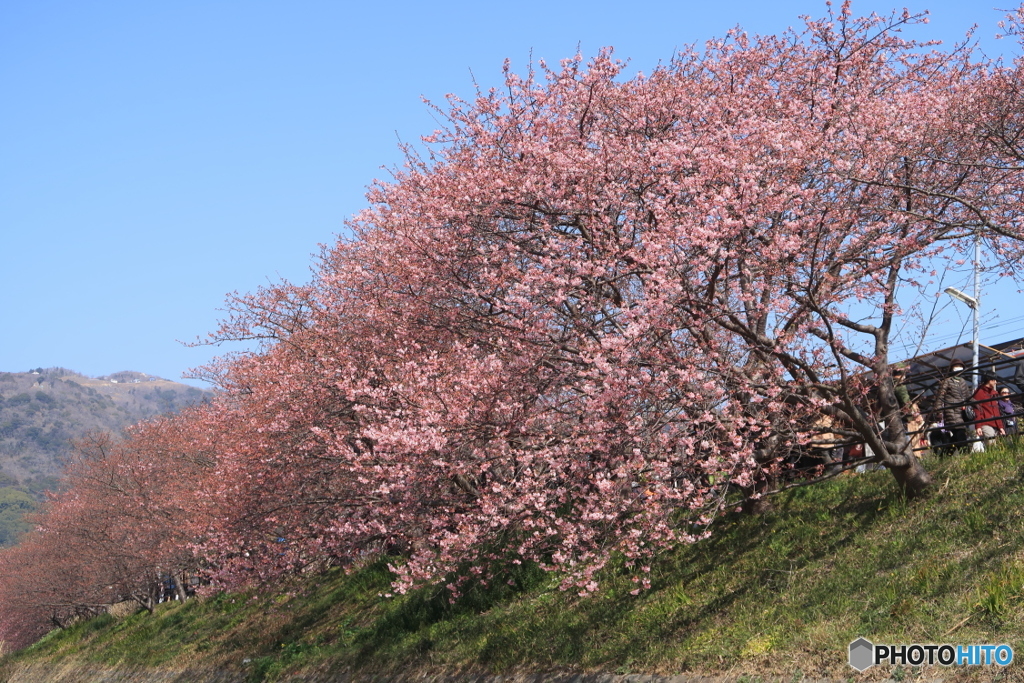 河津桜