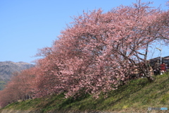 河津桜