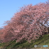 河津桜