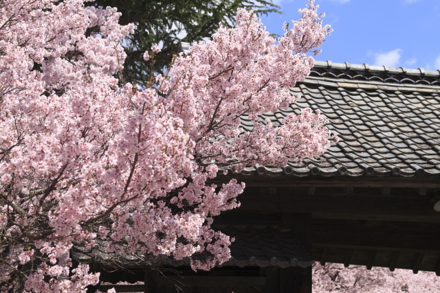 高遠城址公園のサクラ