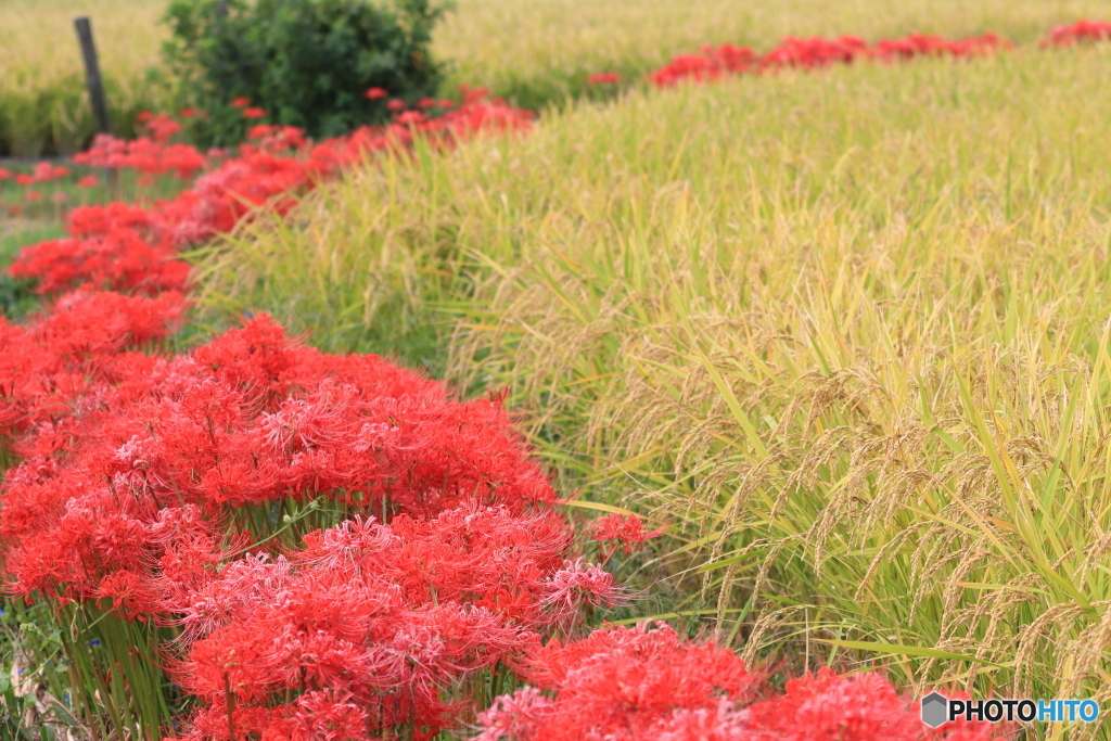 曼殊沙華