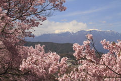 高遠城址公園のサクラ