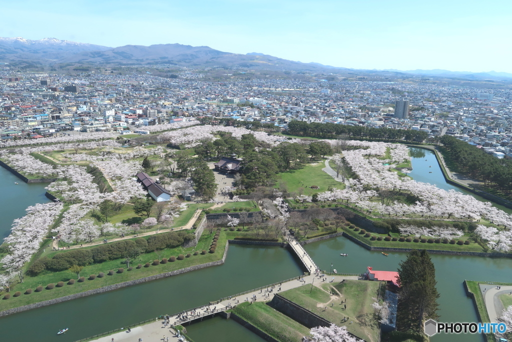 五稜郭のさくら