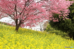 菜の花畑