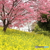 菜の花畑