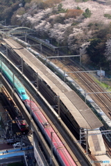 飛鳥山公園のサクラ