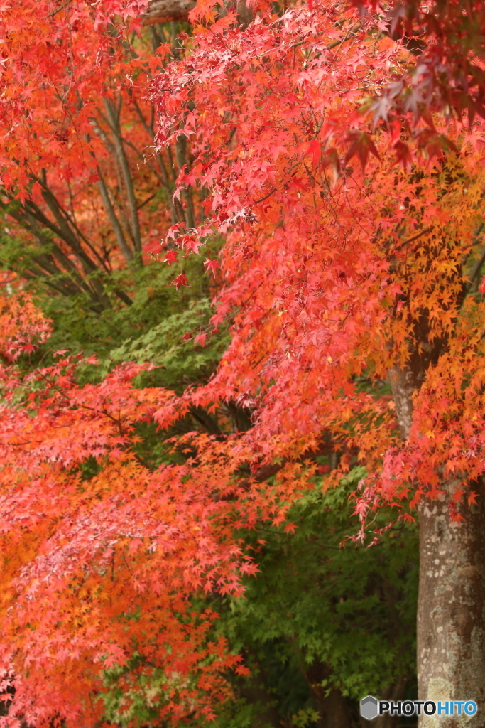 紅葉2018