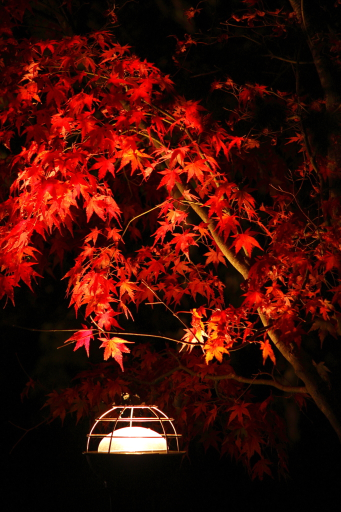 紅葉ライトアップ