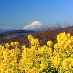 富士山