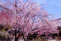 しだれ桜